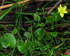 Ornduffia reniformis