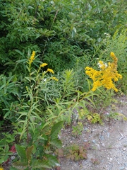 Solidago brendae