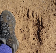 Lasiorhinus latifrons