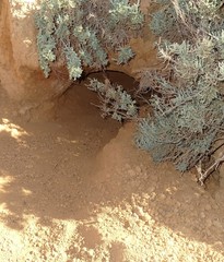 Lasiorhinus latifrons