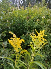 Solidago brendae