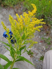 Solidago brendae