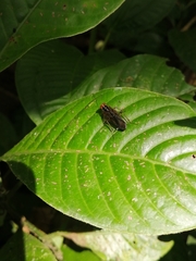 Euphyllodromia angustata