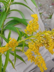 Solidago brendae