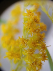 Solidago brendae