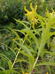 Solidago brendae