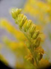 Solidago brendae