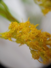 Solidago brendae