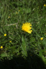 Tragopogon reticulatus