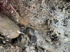 Petrolisthes cabrilloi