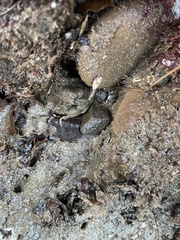 Petrolisthes cabrilloi