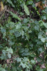 Piper michelianum