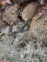 Petrolisthes cabrilloi