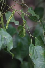 Piper michelianum