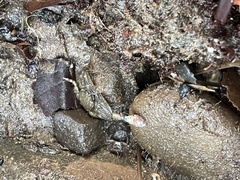 Petrolisthes cabrilloi