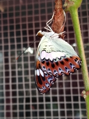 Moduza procris undifragus