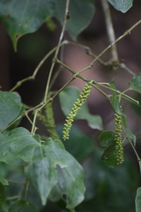 Piper michelianum