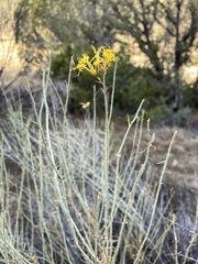 Ericameria nauseosa mohavensis