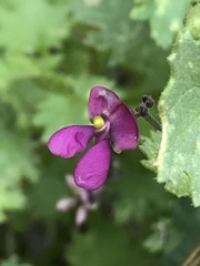 Phaseolus filiformis