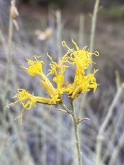 Ericameria nauseosa mohavensis