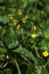 Pastinaca aurantiaca