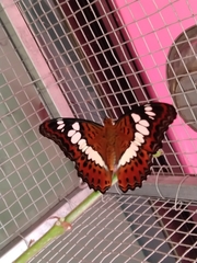 Moduza procris undifragus