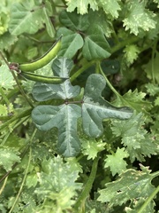 Phaseolus filiformis