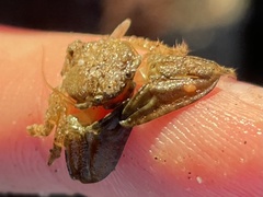 Petrolisthes cabrilloi