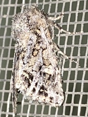 Miodera stigmata
