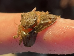 Petrolisthes cabrilloi