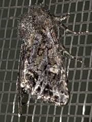 Miodera stigmata