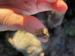 Petrolisthes cabrilloi