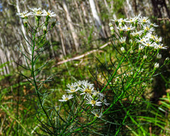 Olearia glandulosa