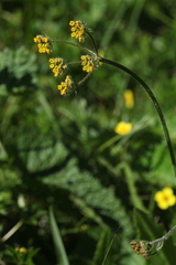 Pastinaca aurantiaca