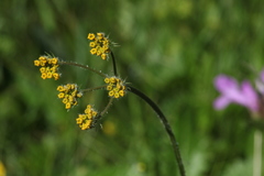 Pastinaca aurantiaca