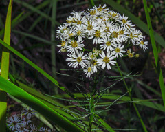 Olearia glandulosa