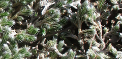 Selaginella dregei