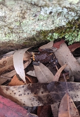 Pseudophryne australis