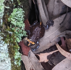 Pseudophryne australis