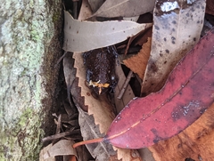 Pseudophryne australis