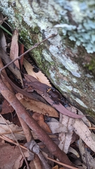 Pseudophryne australis