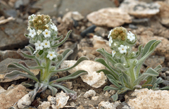 Oreocarya hoffmannii