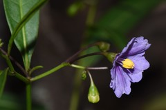 Solanum simile