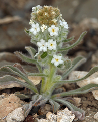 Oreocarya hoffmannii
