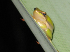 Litoria bicolor