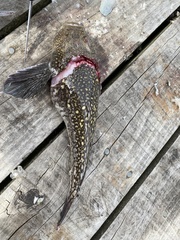 Genyagnus monopterygius