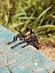 Blepharotes splendidissimus