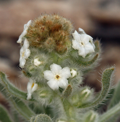 Oreocarya hoffmannii