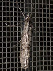 Evergestis angustalis