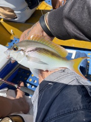 Scolopsis monogramma